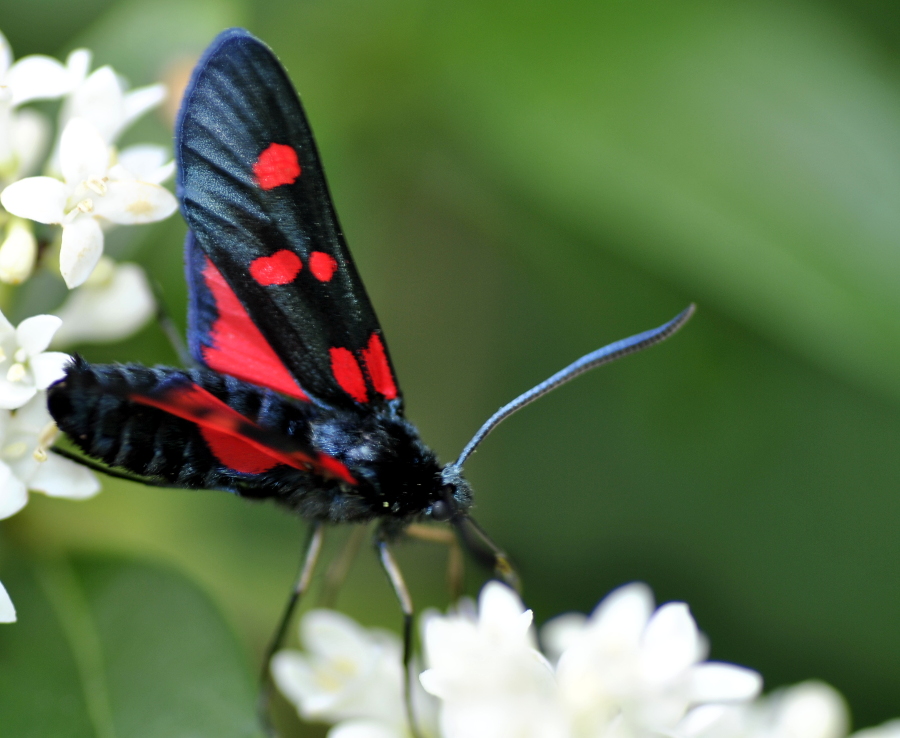 Zygaena lonicerae? S !